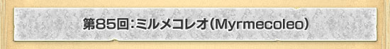 第85回：ミルメコレオ（Myrmecoleo）
