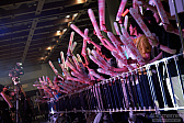 画像ギャラリー No.339のサムネイル画像 / 「ファンタシースター感謝祭2019」決勝会場フォトレポート。コスプレコンテストやミニライブを中心に会場の様子を紹介