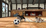 nintendogs + cats 柴 ＆ Newフレンズ