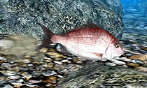 画像ギャラリー No.008のサムネイル画像 / マーベラスエンターテイメント，3DS専用タイトル「Fish Eyes 3D」を2011年6月23日に発売。3D立体視で，さらにダイナミックになった釣りが楽しめる