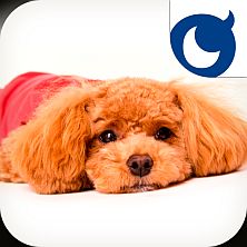 画像ギャラリー No.005のサムネイル画像 / 「わんこのじかん」テレビCM＆5つの犬種とカラーなどを紹介する動画を公開