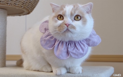 画像ギャラリー No.006のサムネイル画像 / 「フェアリードール」がSNSで人気の猫「ホイップちゃん＆うなぎちゃん」とのコラボを実施