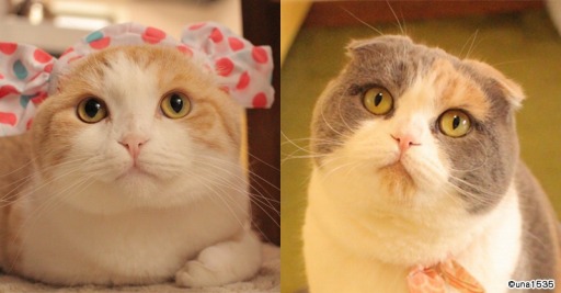 画像ギャラリー No.007のサムネイル画像 / 「フェアリードール」がSNSで人気の猫「ホイップちゃん＆うなぎちゃん」とのコラボを実施