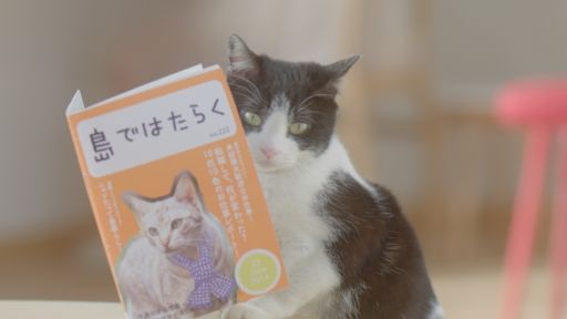 画像ギャラリー No.003のサムネイル画像 / 「ほしの島のにゃんこ」，5月17日からテレビCM放映記念キャンペーン実施