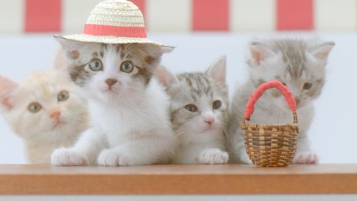 画像ギャラリー No.004のサムネイル画像 / 「ほしの島のにゃんこ」，5月17日からテレビCM放映記念キャンペーン実施