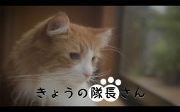 画像ギャラリー No.001のサムネイル画像 / 「スクスト」，ネコが登場するキャラナレ付きのWEB動画「きょうの隊長さん」を公開