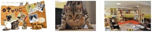 画像ギャラリー No.003のサムネイル画像 / 猫と旅するパズル「風パズル  黒猫と白猫の夢見た世界」事前登録受付を開始