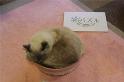画像ギャラリー No.001のサムネイル画像 / 「風パズル」，猫カフェ「きゃりこ」で行われたイベントの模様が公開に