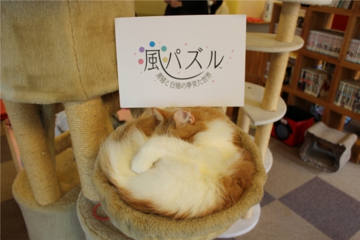 画像ギャラリー No.003のサムネイル画像 / 「風パズル」，猫カフェ「きゃりこ」で行われたイベントの模様が公開に