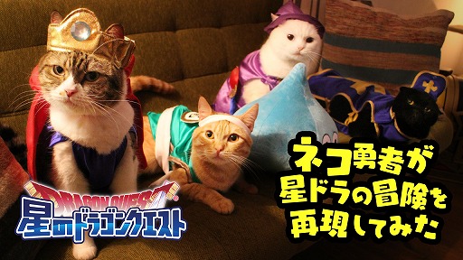 画像ギャラリー No.003のサムネイル画像 / 「星ドラ」，猫たちが勇者に扮したWebムービーを2月22日の猫の日に公開