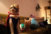 画像ギャラリー No.006のサムネイル画像 / 「星ドラ」，猫たちが勇者に扮したWebムービーを2月22日の猫の日に公開