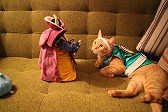 画像ギャラリー No.008のサムネイル画像 / 「星ドラ」，猫たちが勇者に扮したWebムービーを2月22日の猫の日に公開