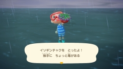 画像ギャラリー No.013のサムネイル画像 / 「あつまれ どうぶつの森」で海開き！　島の周囲の海を泳げる新バージョンで海水浴を楽しんだ