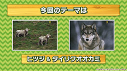 画像ギャラリー No.010のサムネイル画像 / アプリ版「けもフレ3」に登場する「タイリクオオカミ」「ヒツジ」の詳細や,アニメ「ちょこけも」の新章が公開に。公式生放送で発表された最新情報を一挙掲載