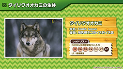 画像ギャラリー No.013のサムネイル画像 / アプリ版「けもフレ3」に登場する「タイリクオオカミ」「ヒツジ」の詳細や,アニメ「ちょこけも」の新章が公開に。公式生放送で発表された最新情報を一挙掲載
