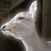 画像ギャラリー No.005のサムネイル画像 / 「天穂のサクナヒメ」の世界累計出荷本数が100万本を突破。オリジナルTシャツが当たるフォロー＆リツイートキャンペーンを実施