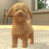 画像ギャラリー No.004のサムネイル画像 / 「with My DOG - 犬とくらそう -」がiOS向けに配信開始。子犬とのふれ合いはもちろん，AR撮影機能で写真や動画も楽しめる育成SLG
