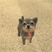 画像ギャラリー No.005のサムネイル画像 / 「with My DOG - 犬とくらそう -」がiOS向けに配信開始。子犬とのふれ合いはもちろん，AR撮影機能で写真や動画も楽しめる育成SLG