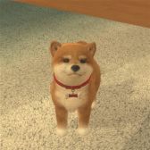画像ギャラリー No.006のサムネイル画像 / 「with My DOG - 犬とくらそう -」がiOS向けに配信開始。子犬とのふれ合いはもちろん，AR撮影機能で写真や動画も楽しめる育成SLG