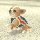 画像ギャラリー No.007のサムネイル画像 / 「with My DOG - 犬とくらそう -」がiOS向けに配信開始。子犬とのふれ合いはもちろん，AR撮影機能で写真や動画も楽しめる育成SLG