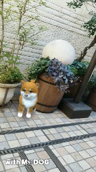 画像ギャラリー No.005のサムネイル画像 / 「with My DOG - 犬とくらそう -」が10万DLを突破。ロシアンブルーとブリティッシュショートヘアが追加