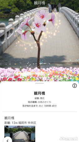 画像ギャラリー No.003のサムネイル画像 / 桜がほころぶ福岡市をピクミンと探索！　「Pikmin Bloom Tour 2024：福岡」体験レポート＆運営陣インタビュー