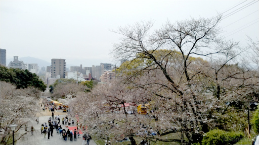 画像ギャラリー No.005のサムネイル画像 / 桜がほころぶ福岡市をピクミンと探索！　「Pikmin Bloom Tour 2024：福岡」体験レポート＆運営陣インタビュー