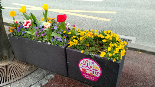 画像ギャラリー No.014のサムネイル画像 / 桜がほころぶ福岡市をピクミンと探索！　「Pikmin Bloom Tour 2024：福岡」体験レポート＆運営陣インタビュー