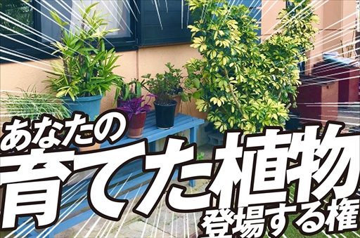 画像ギャラリー No.006のサムネイル画像 / 「スーパー野田ゲーWORLD」，千鳥ノブさんから100万円の支援が決定。リターン品の追加発表も