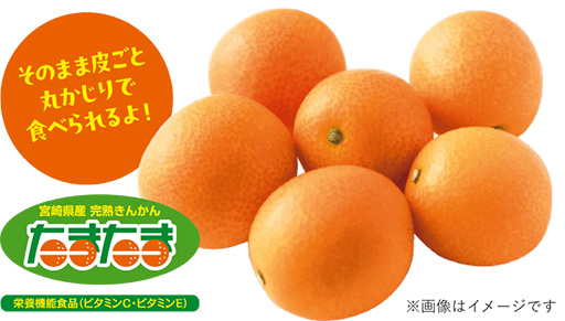 画像ギャラリー No.002のサムネイル画像 / 名前が“たまたま”同じ！？ たまごポケモン「タマタマ」が宮崎県産の完熟きんかん「たまたま」とコラボ