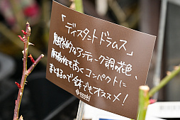 画像ギャラリー No.021のサムネイル画像 / 「“薔薇”と“椿”」がおビンタのお花ですって？　お上品な花々の由緒正しきを知るべく，オザキフラワーパークにやってきましたわ
