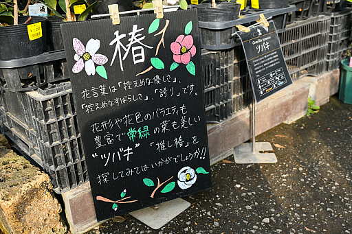 画像ギャラリー No.025のサムネイル画像 / 「“薔薇”と“椿”」がおビンタのお花ですって？　お上品な花々の由緒正しきを知るべく，オザキフラワーパークにやってきましたわ