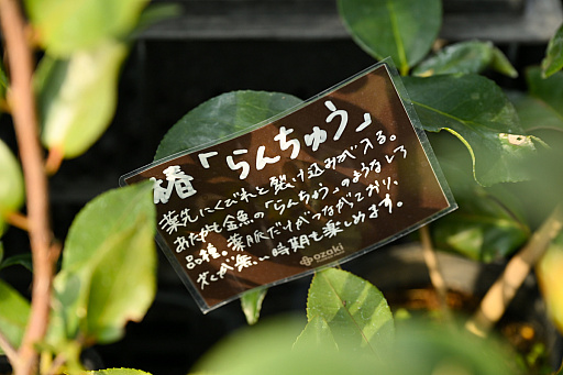 画像ギャラリー No.030のサムネイル画像 / 「“薔薇”と“椿”」がおビンタのお花ですって？　お上品な花々の由緒正しきを知るべく，オザキフラワーパークにやってきましたわ
