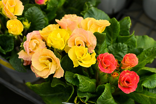 画像ギャラリー No.034のサムネイル画像 / 「“薔薇”と“椿”」がおビンタのお花ですって？　お上品な花々の由緒正しきを知るべく，オザキフラワーパークにやってきましたわ