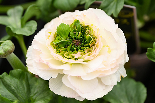画像ギャラリー No.039のサムネイル画像 / 「“薔薇”と“椿”」がおビンタのお花ですって？　お上品な花々の由緒正しきを知るべく，オザキフラワーパークにやってきましたわ