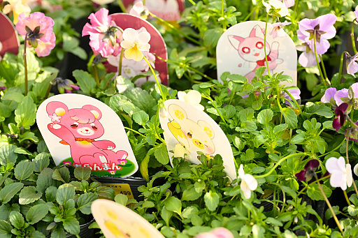 画像ギャラリー No.042のサムネイル画像 / 「“薔薇”と“椿”」がおビンタのお花ですって？　お上品な花々の由緒正しきを知るべく，オザキフラワーパークにやってきましたわ