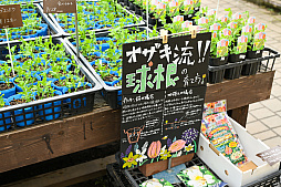 画像ギャラリー No.062のサムネイル画像 / 「“薔薇”と“椿”」がおビンタのお花ですって？　お上品な花々の由緒正しきを知るべく，オザキフラワーパークにやってきましたわ
