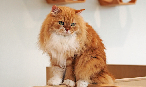 画像ギャラリー No.024のサムネイル画像 / 猫カフェ「Cat Café MOFF グランベリーパーク店」レビュー