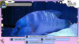 画像ギャラリー No.003のサムネイル画像 / 「いつでも伊勢シーパラダイス　距離感ゼロの水族館図鑑」，本日発売。生き物たちや水族館について学べるゲーム