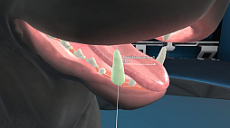 Animal Anatomy VR