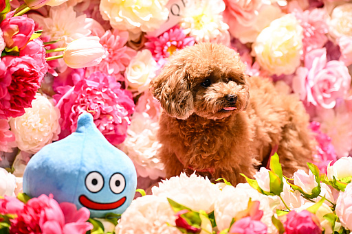 画像ギャラリー No.002のサムネイル画像 / DQ，FF，KHの犬猫グッズ「SQEX PETs」を見てきた！　おもしろワンニャンアイテムたくさんの“インターペット2024”
