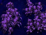 画像ギャラリー No.001のサムネイル画像 / レベル200の強敵が押し寄せてくる「混沌の洞窟」が,「ルニア戦記に」