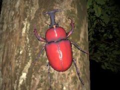昼間とは様子が一変した夜の森で全19種類のカブトムシを探す。短編ホラーゲーム「カブトムシの森」，Steamで配信開始