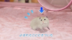 画像ギャラリー No.004のサムネイル画像 / エイチアイ，PSP向けダウンロード専用コンテンツ「ハムスターチャンネル」を12月中旬に配信