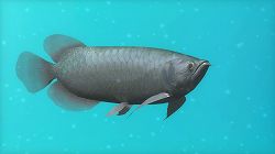 画像ギャラリー No.006のサムネイル画像 / 「ブルーオアシス〜魚の癒し空間〜」，PS3に登場。明日配信