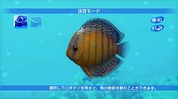 画像ギャラリー No.009のサムネイル画像 / 「ブルーオアシス〜魚の癒し空間〜」，PS3に登場。明日配信