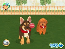 画像ギャラリー No.010のサムネイル画像 / 2匹同時に仔犬の育成が可能になった，NDS「かわいい仔犬DS3」が3月18日発売