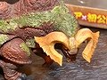 「モンスターハンターフェスタ\'11」の決勝大会は5月22日にお台場で開催。「モンスタハンターポータブル 3rd」メディア対抗ゲーム大会の模様をレポート