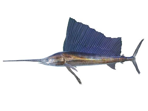 画像ギャラリー No.001のサムネイル画像 / 「ファミリーフィッシング」,最後の放流魚「バショウカジキ」が5月9日に登場