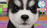 かわいい仔犬3D